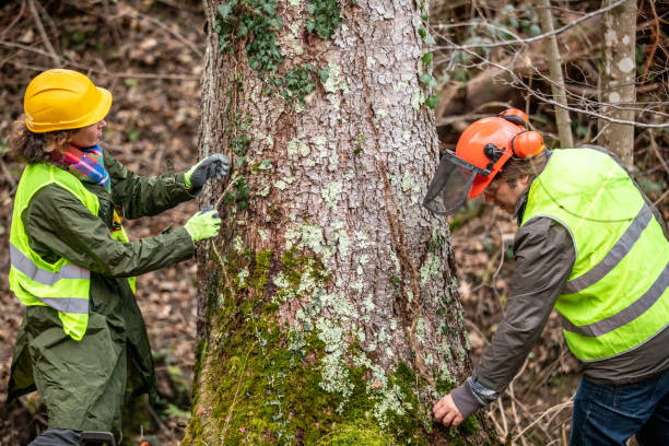 Best Utility Line Clearance  in East Douglas, MA